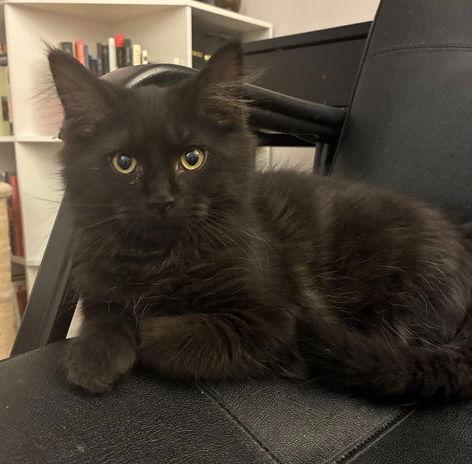 Onyx (DLH) w/Willow (FCID# 12/23/25-4 CPS), Adopted, Young Male Domestic Long Hair.