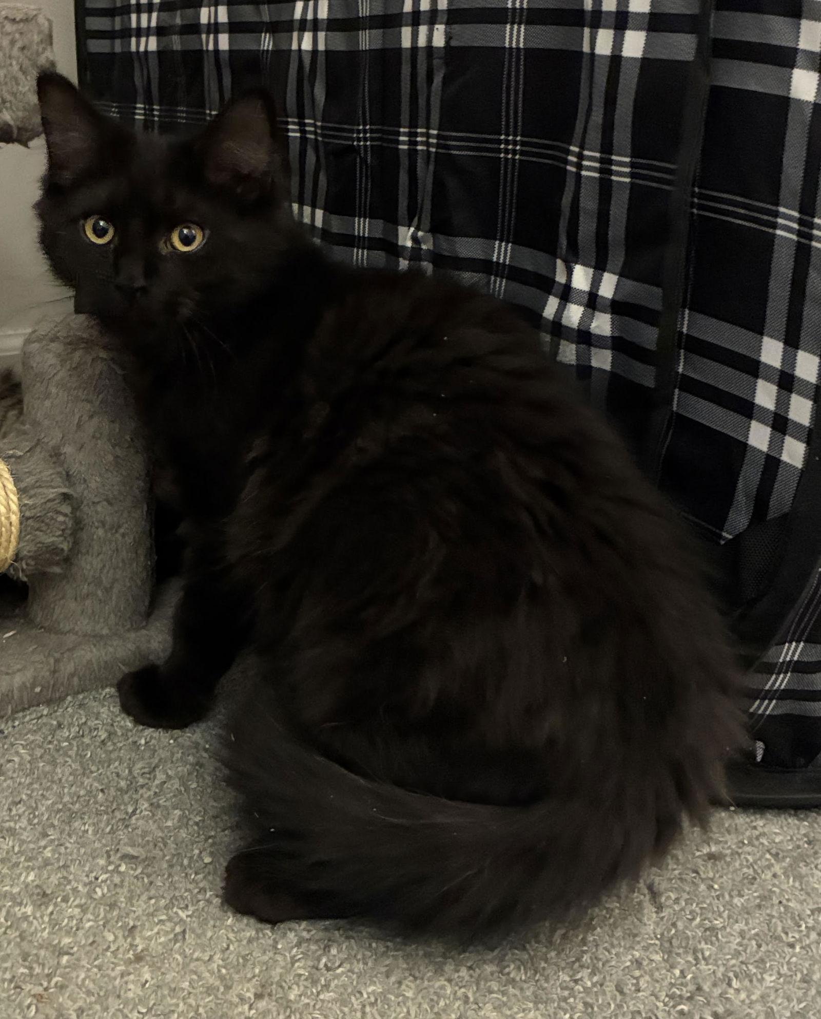 Enlarge Onyx (DLH) w/Willow (FCID# 12/23/25-4 CPS), a Adopted Domestic Long Hair in Greenville, DE image 2/3