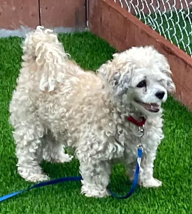 Bruno, Adopted, Senior Male Maltese & Poodle.