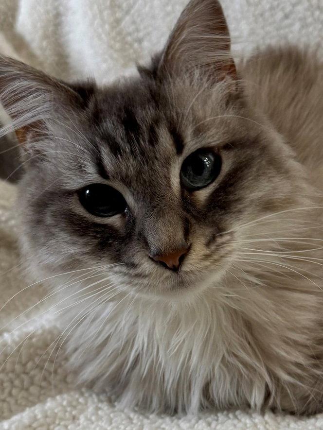 Koko, Adopted, Adult Female Ragdoll & Domestic Long Hair.