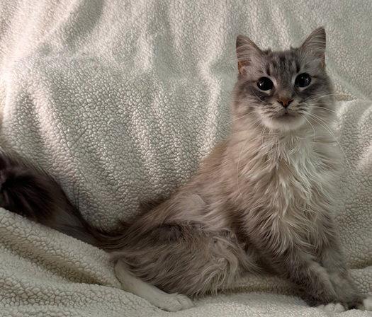 Enlarge Koko, a Adopted mixed breed in Nashville, TN image 2/3