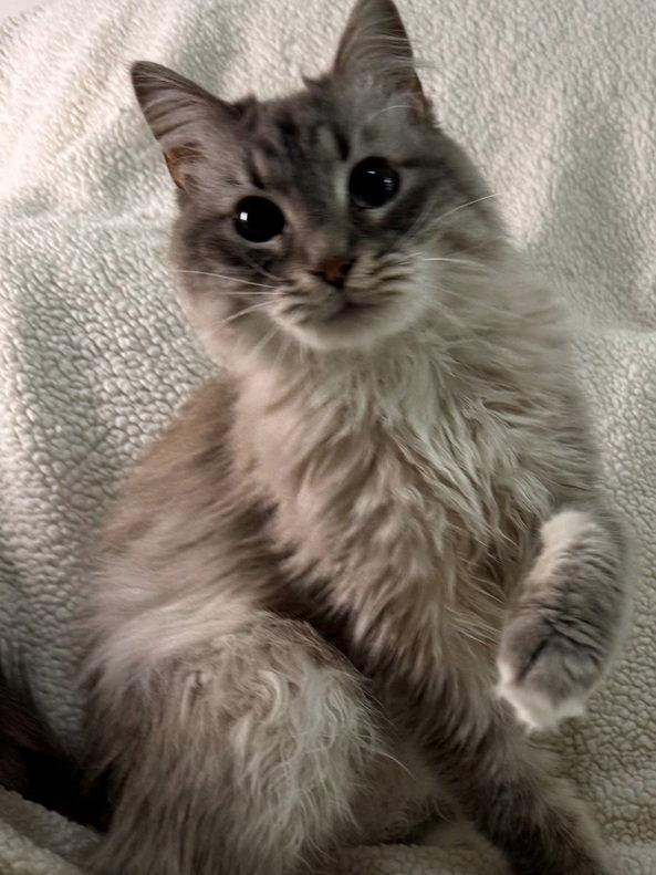 Enlarge Koko, a Adopted mixed breed in Nashville, TN image 3/3