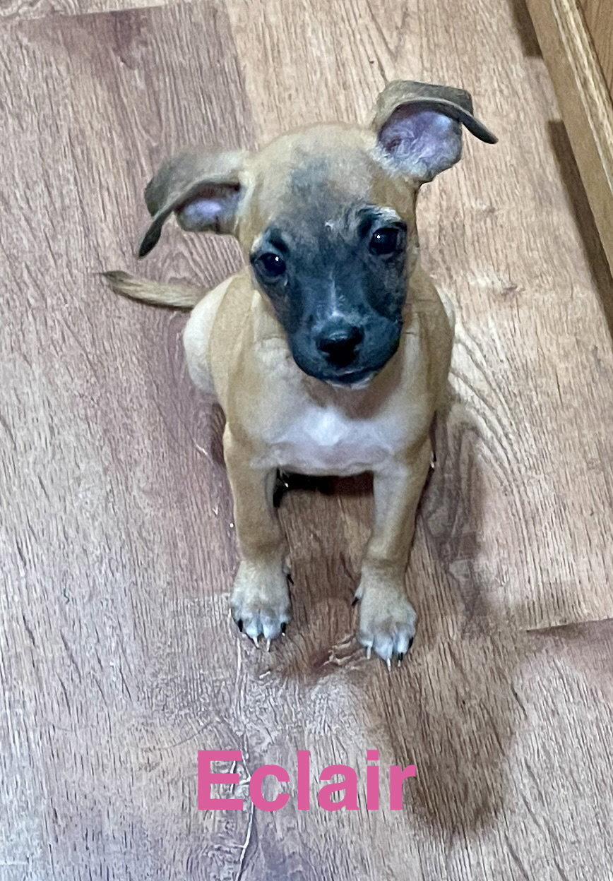 Enlarge Eclair, a Adoptable mixed breed in Topeka, KS image 1/1