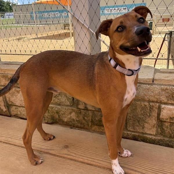 Randy, a Adoptable Mixed Breed in Bentonville, AR image 1/6