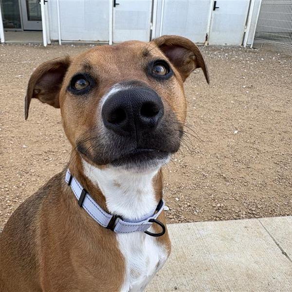 Randy, a Adoptable Mixed Breed in Bentonville, AR image 2/6