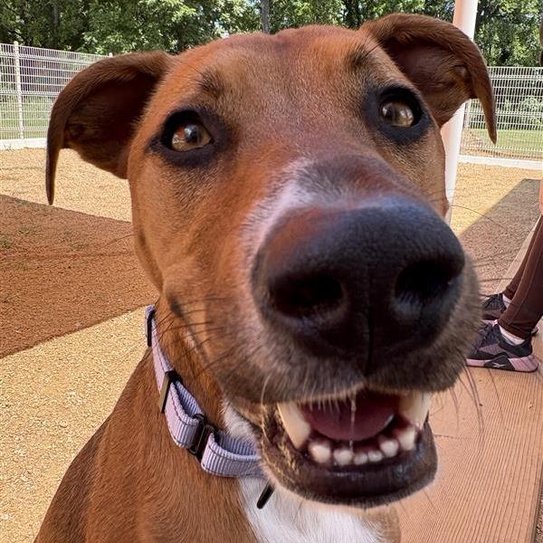 Randy, a Adoptable Mixed Breed in Bentonville, AR image 3/6