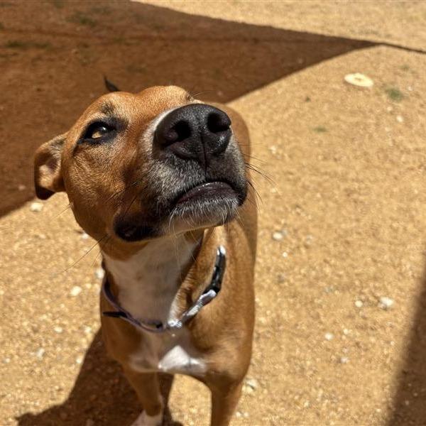 Randy, a Adoptable Mixed Breed in Bentonville, AR image 4/6