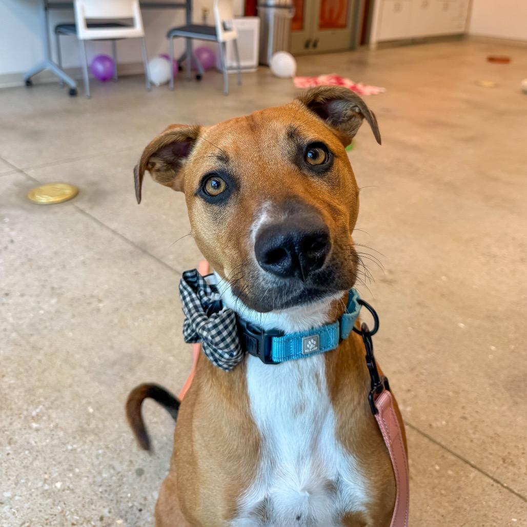 Enlarge Randy, a Adoptable Mixed Breed in Bentonville, AR image 5/6