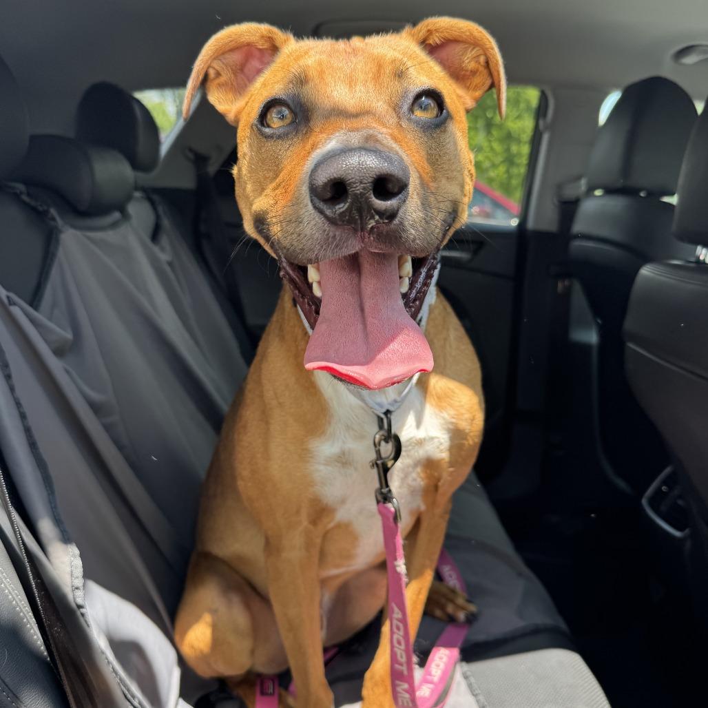 Randy, a Adoptable Mixed Breed in Bentonville, AR image 5/6