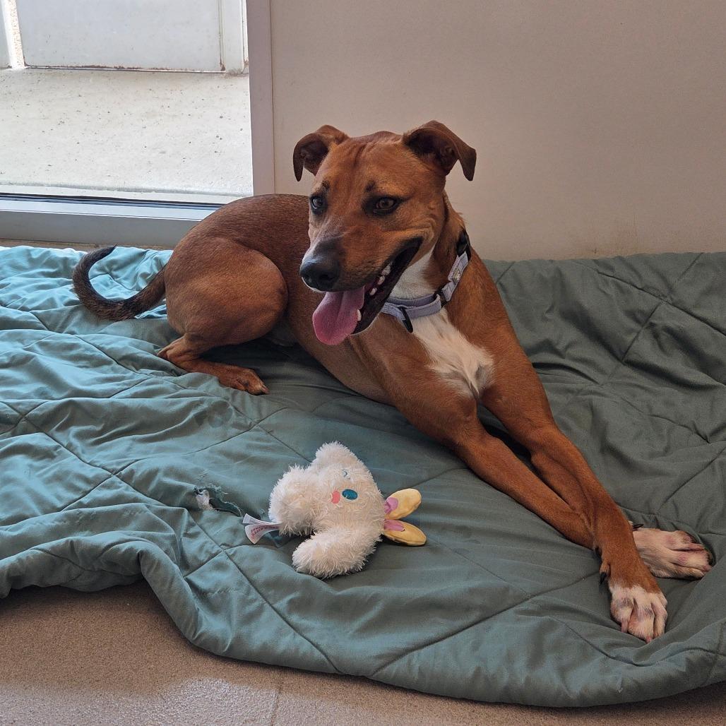 Randy, a Adoptable Mixed Breed in Bentonville, AR image 6/6