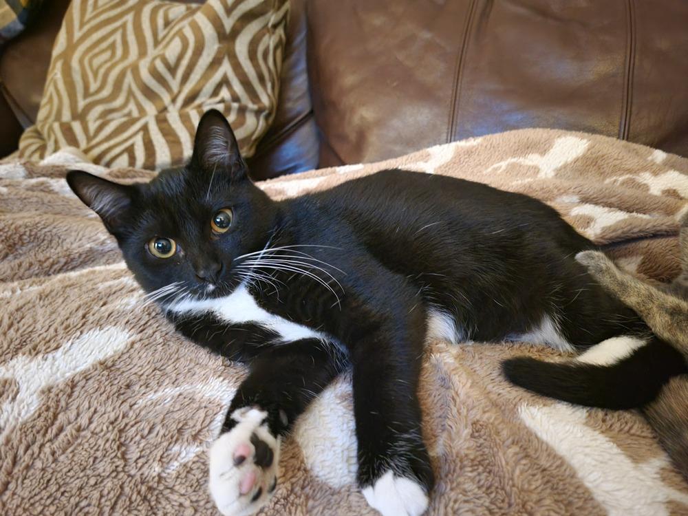 Nutmeg, a Adoptable Domestic Short Hair in Plymouth, MN image 1/6