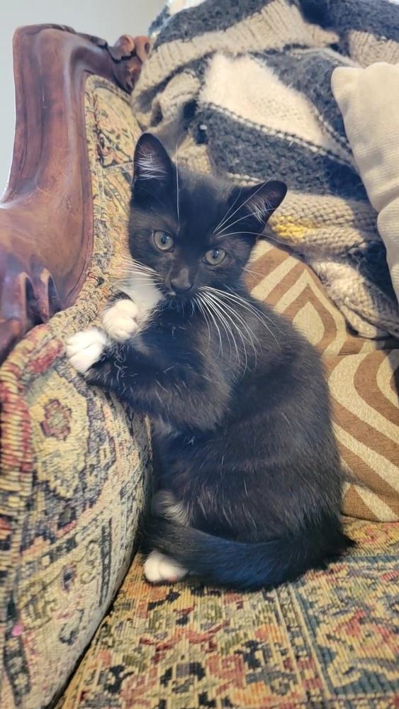 Nutmeg, a Adoptable Domestic Short Hair in Plymouth, MN image 2/6