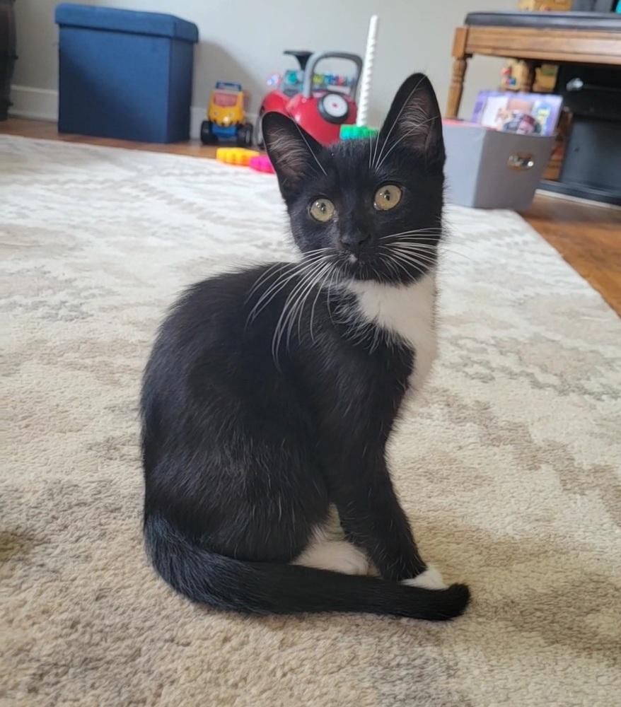 Nutmeg, a Adoptable Domestic Short Hair in Plymouth, MN image 4/6