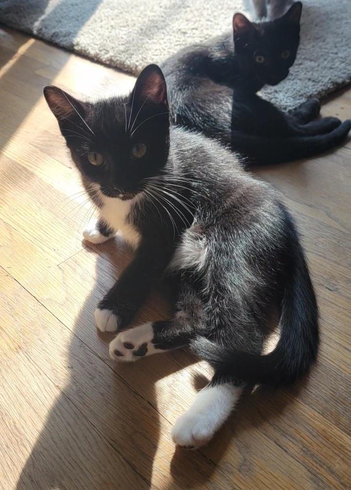 Nutmeg, a Adoptable Domestic Short Hair in Plymouth, MN image 5/6