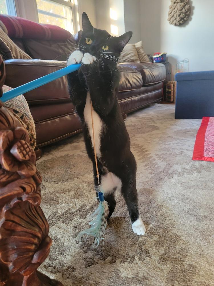 Nutmeg, a Adoptable Domestic Short Hair in Plymouth, MN image 6/6