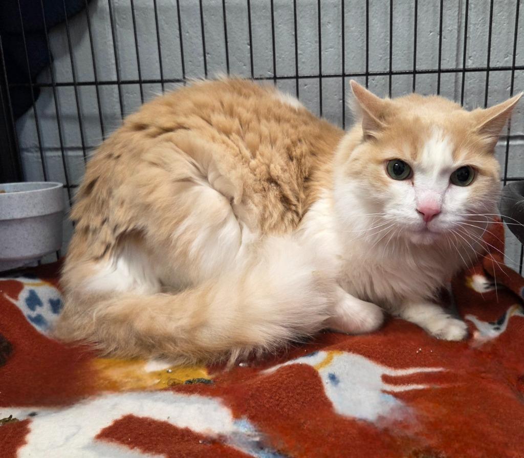 Enlarge Pete, a Adoptable mixed breed in Muskegon, MI image 1/2