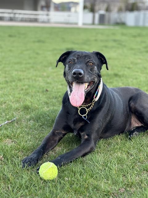 DIESEL, Adoptable, Adult Male Labrador Retriever.