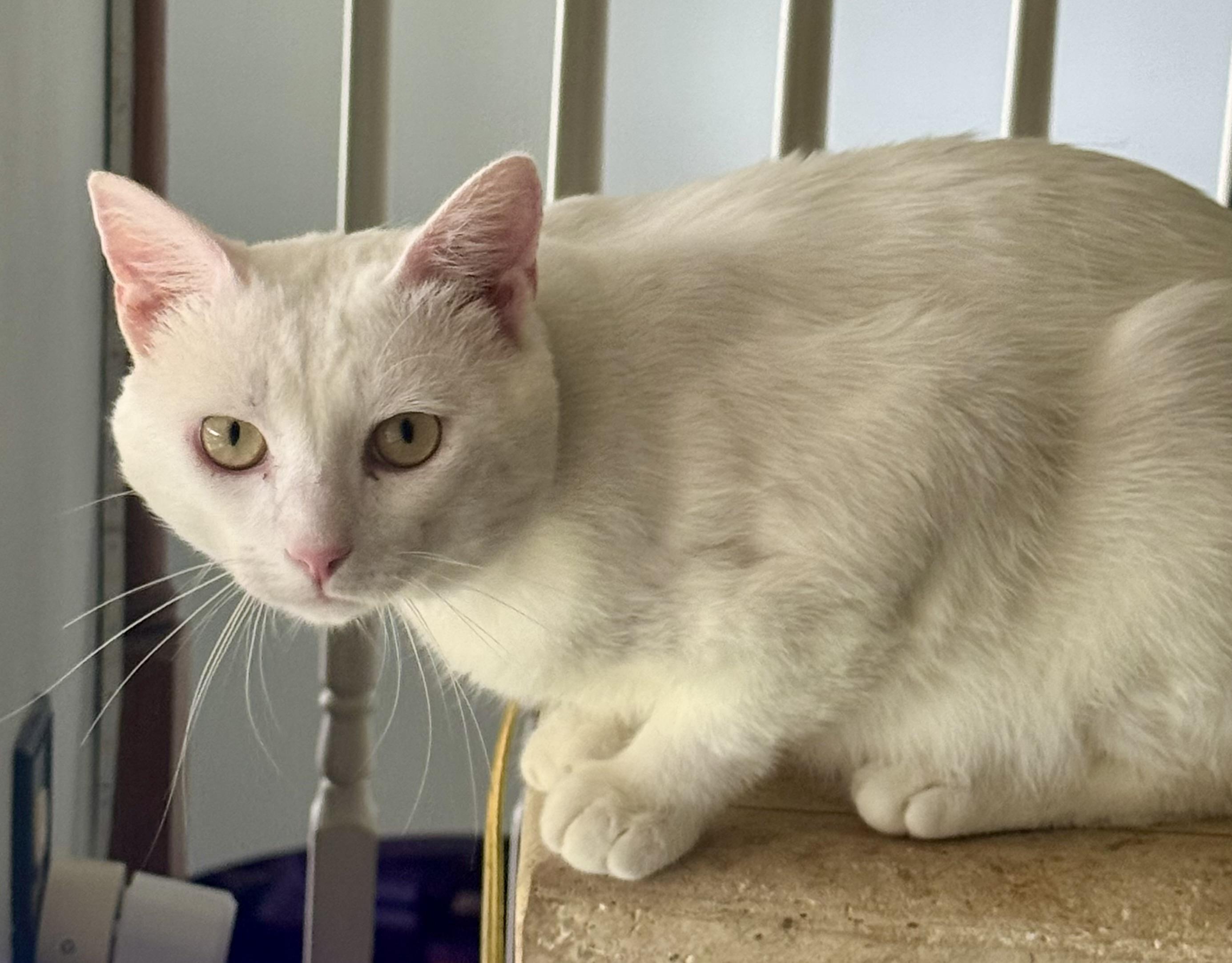 Enlarge Mario, a Adoptable Domestic Short Hair in Howey in the hills, FL image 1/4