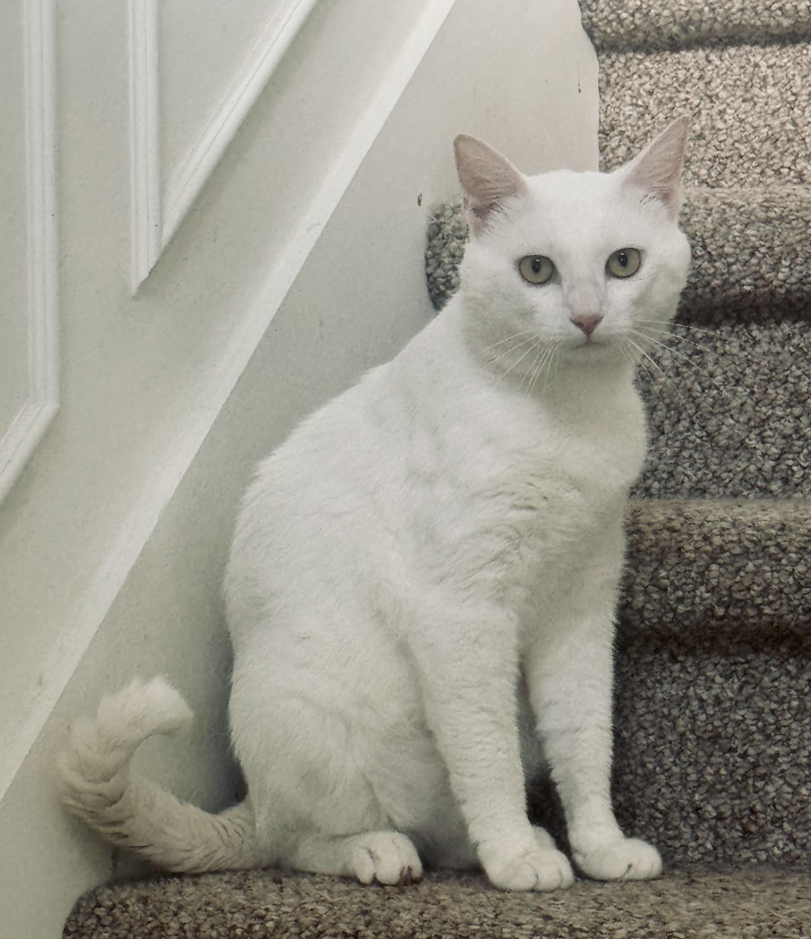 Enlarge Mario, a Adoptable Domestic Short Hair in Howey in the hills, FL image 2/4