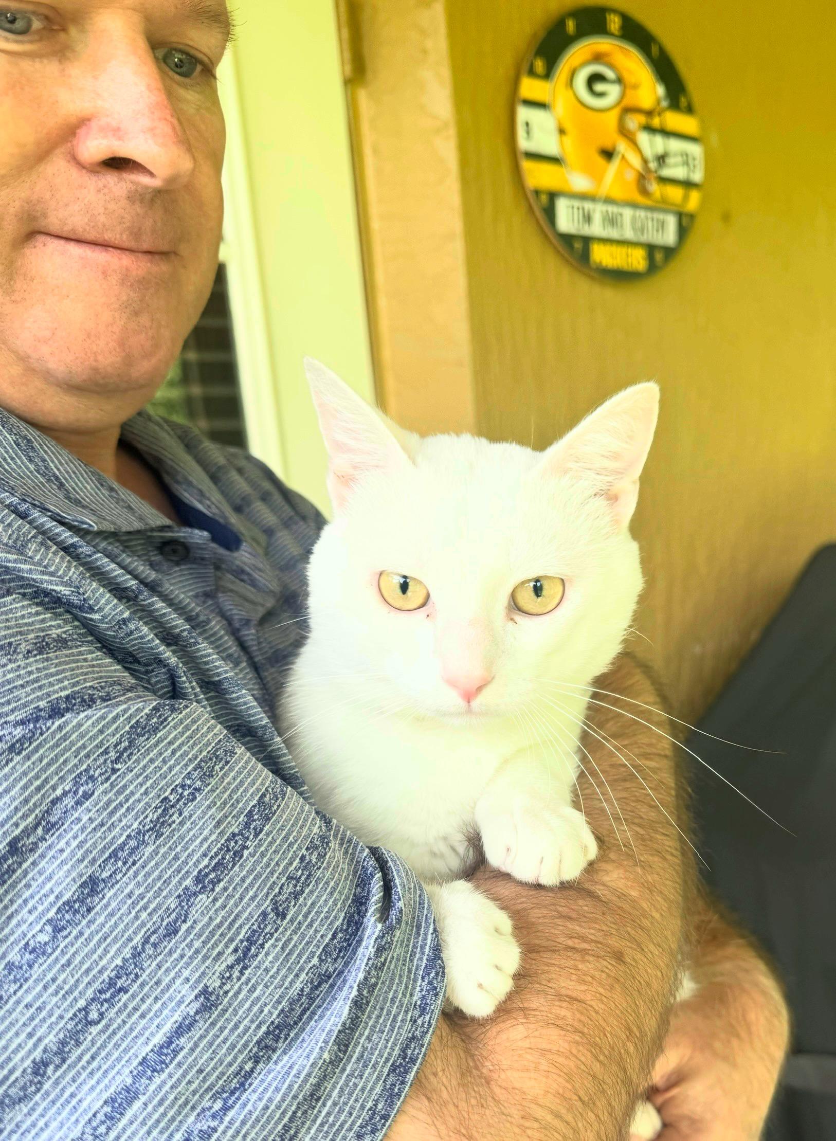 Enlarge Mario, a Adoptable Domestic Short Hair in Howey in the hills, FL image 3/4