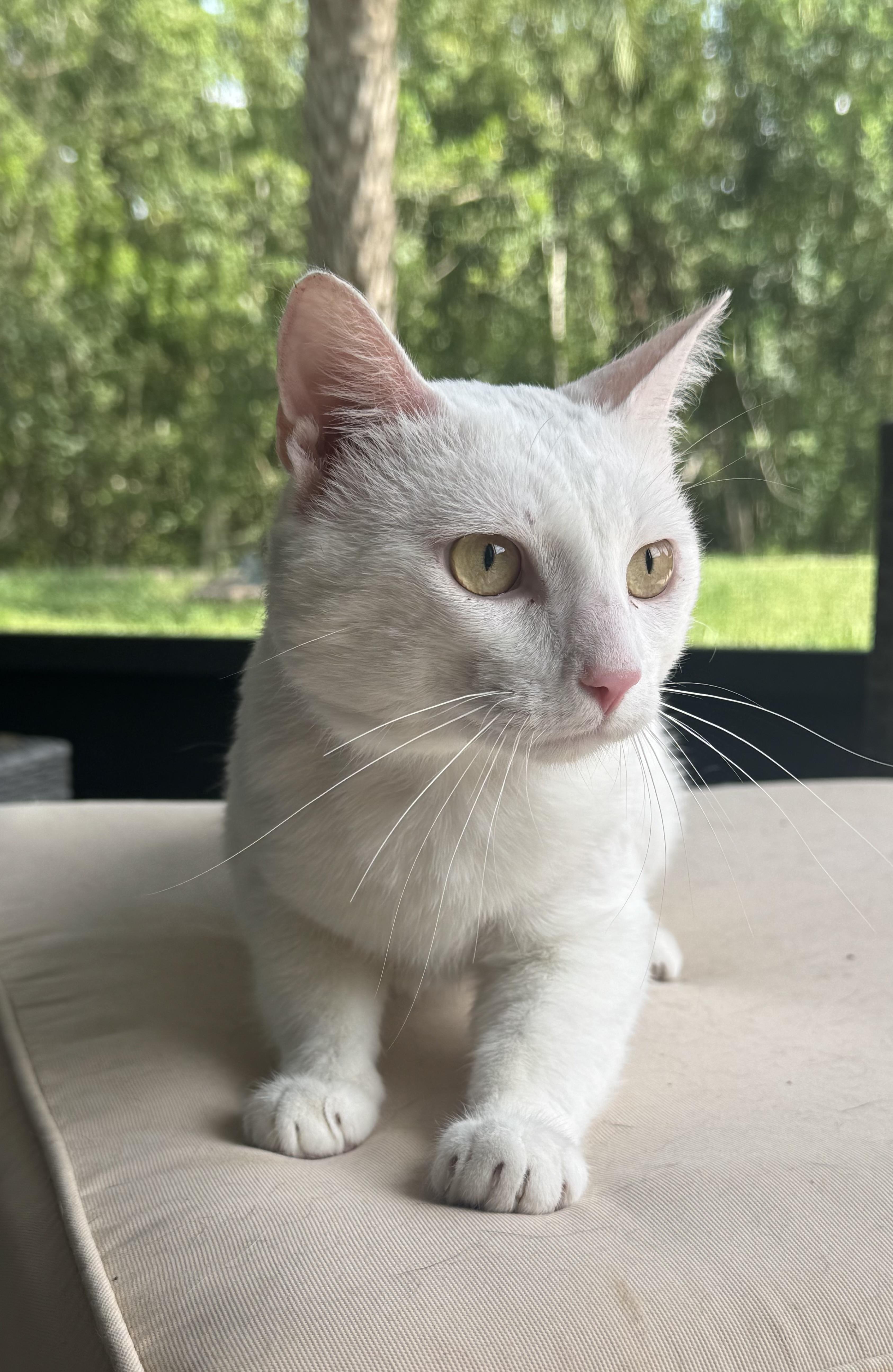 Enlarge Mario, a Adoptable Domestic Short Hair in Howey in the hills, FL image 4/4