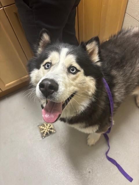 Shadow, a ADOPTABLE mixed breed in Caledon, ON image 5/5