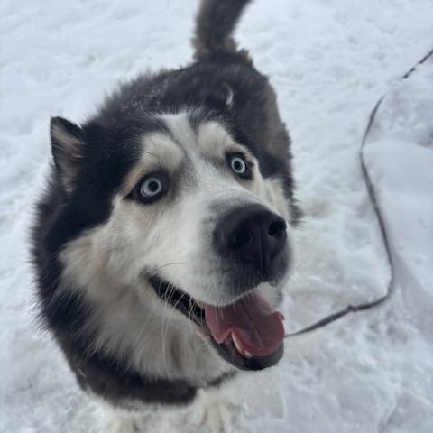 Shadow, ADOPTABLE, Adult Male Alaskan Malamute & Siberian Husky.
