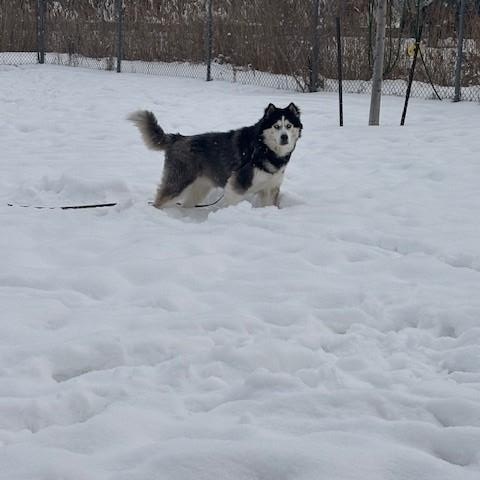 Shadow, a ADOPTABLE mixed breed in Caledon, ON image 3/5