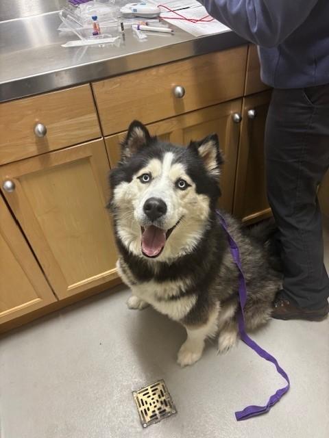 Shadow, a ADOPTABLE mixed breed in Caledon, ON image 2/5