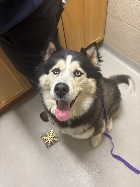 Shadow, a ADOPTABLE mixed breed in Caledon, ON image 4/5