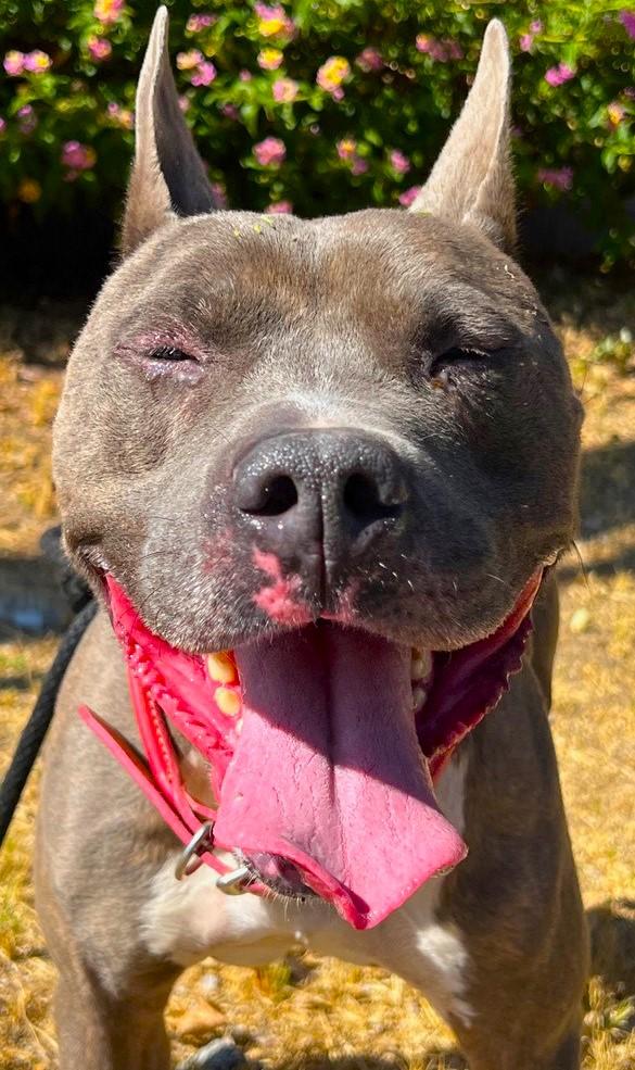 Irondale -Fun loving and sweet