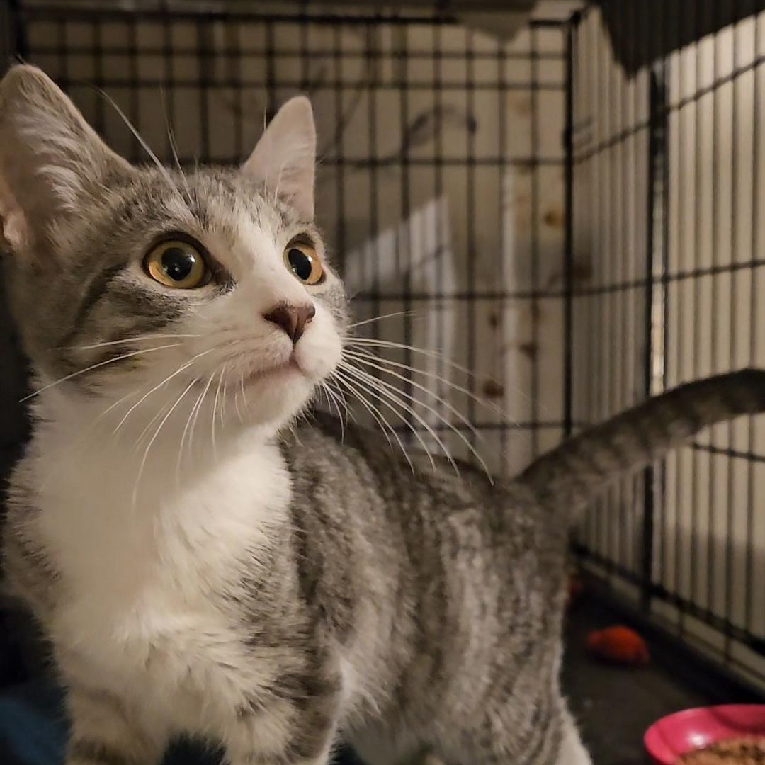Charm N. - A Tiny Heartthrob, an adopted Domestic Short Hair in New York, NY image 2/5
