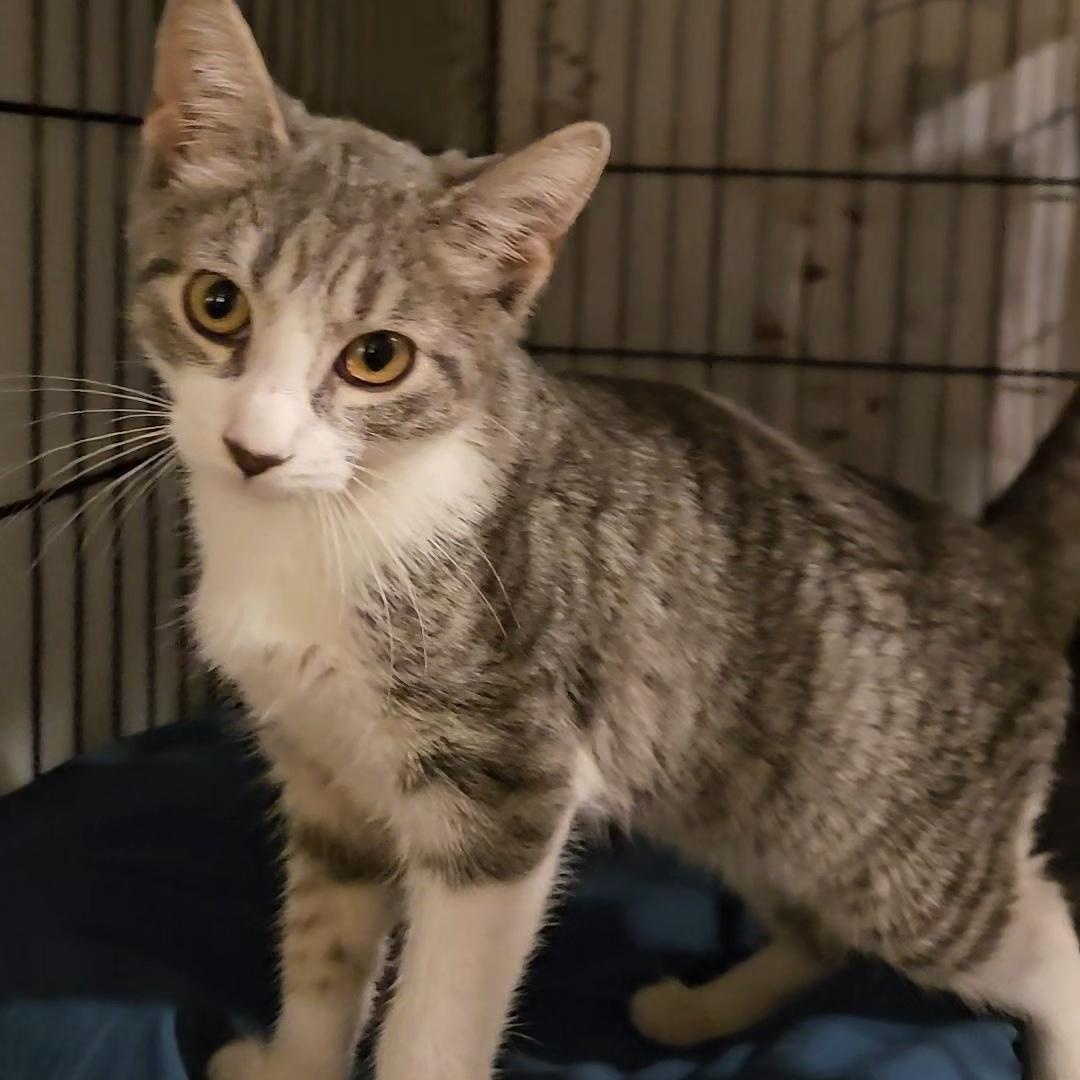 Charm N. - A Tiny Heartthrob, an adopted Domestic Short Hair in New York, NY image 4/5