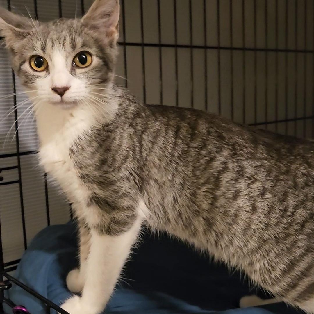 Charm N. - A Tiny Heartthrob, an adopted Domestic Short Hair in New York, NY image 3/5