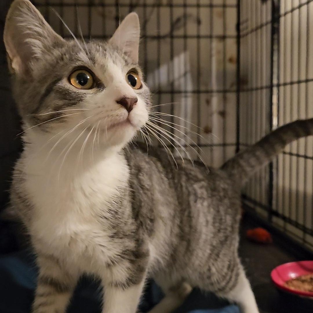 Charm N. - A Tiny Heartthrob, an adopted Domestic Short Hair in New York, NY image 5/5