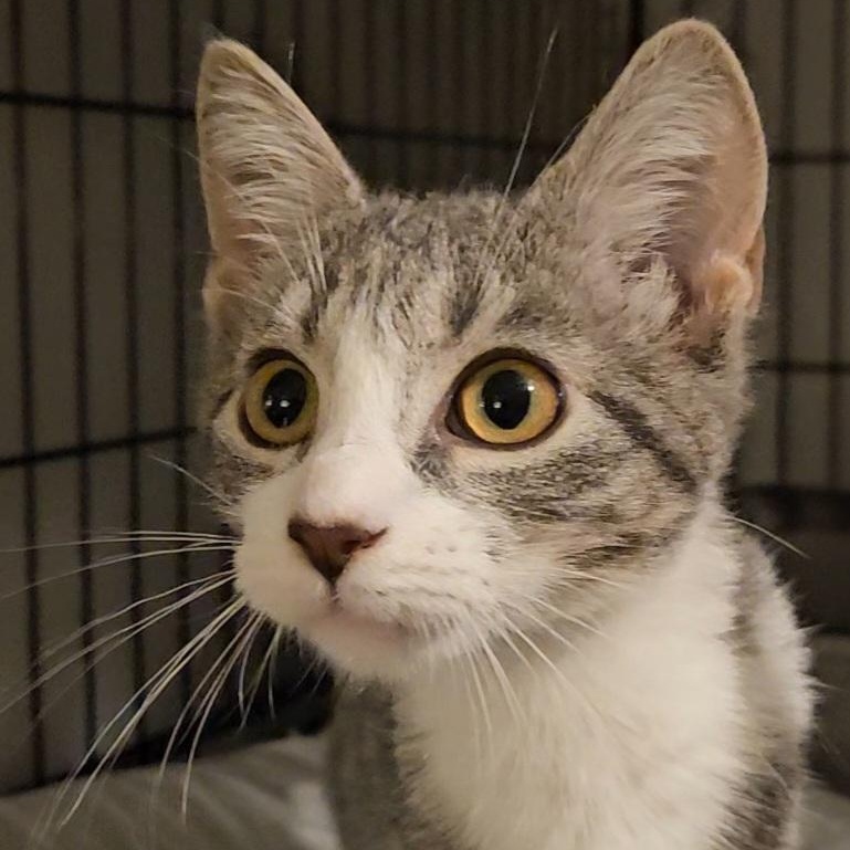 Charm N. - A Tiny Heartthrob, adopted, Kitten Male Domestic Short Hair.