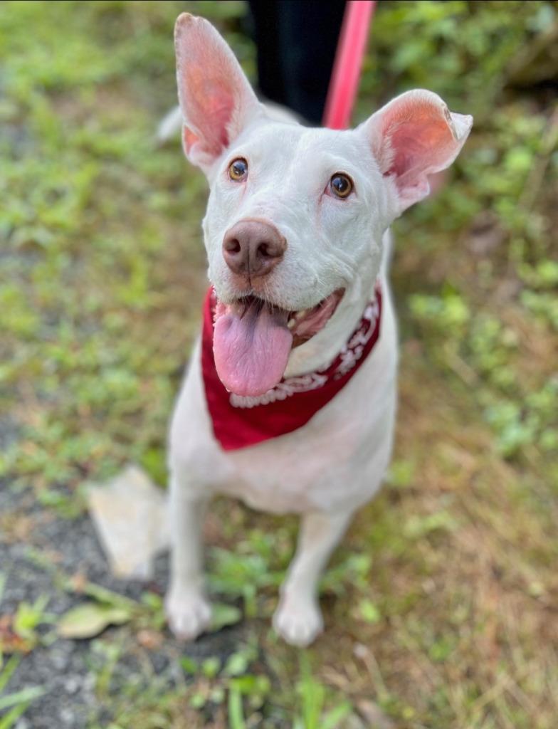 Kora, Adoptable, Adult Female Mixed Breed.