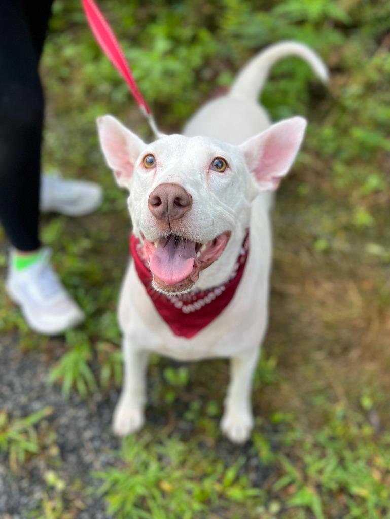 Enlarge Kora, a Adoptable mixed breed in Ellijay, GA image 3/5