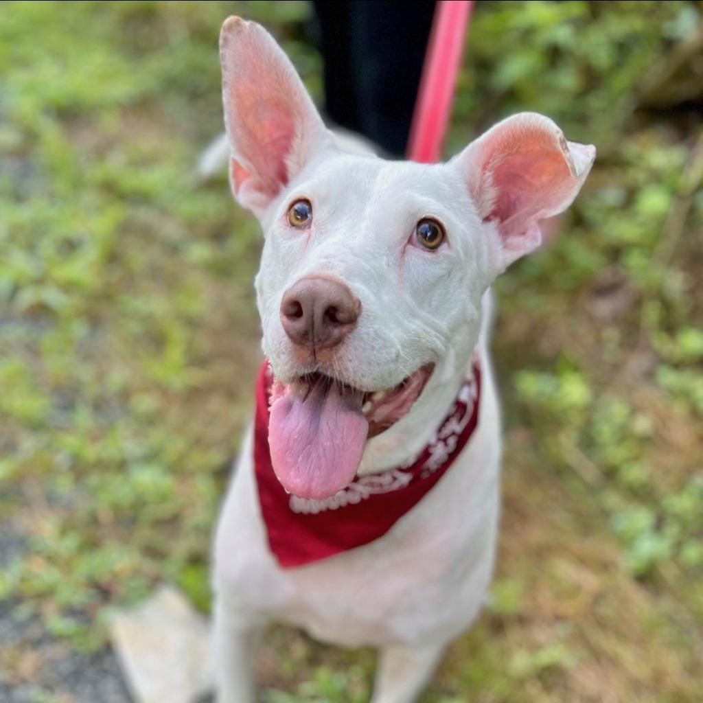 Enlarge Kora, a Adoptable mixed breed in Ellijay, GA image 5/5