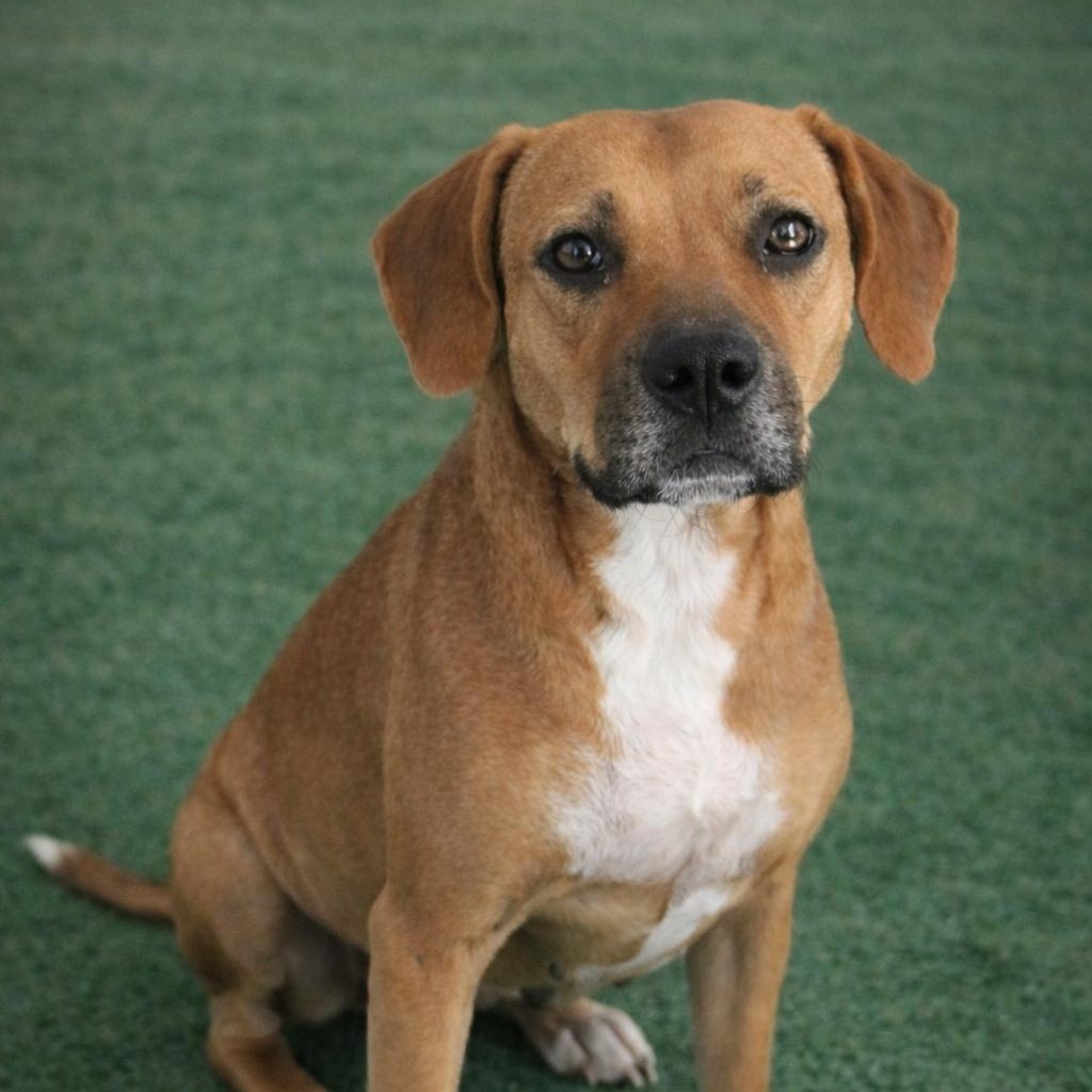 Enlarge CINDY, a Adoptable mixed breed in Cranston, RI image 1/1