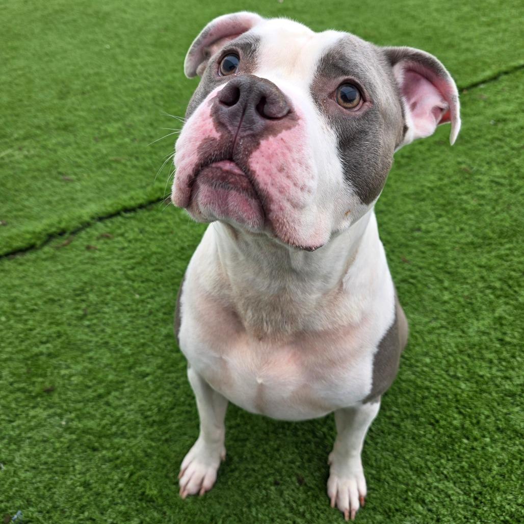 Zsa Zsa, Adoptable, Adult Male American Staffordshire Terrier.