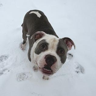 Enlarge Zsa Zsa, a Adoptable American Staffordshire Terrier in Bristol, IN image 2/6