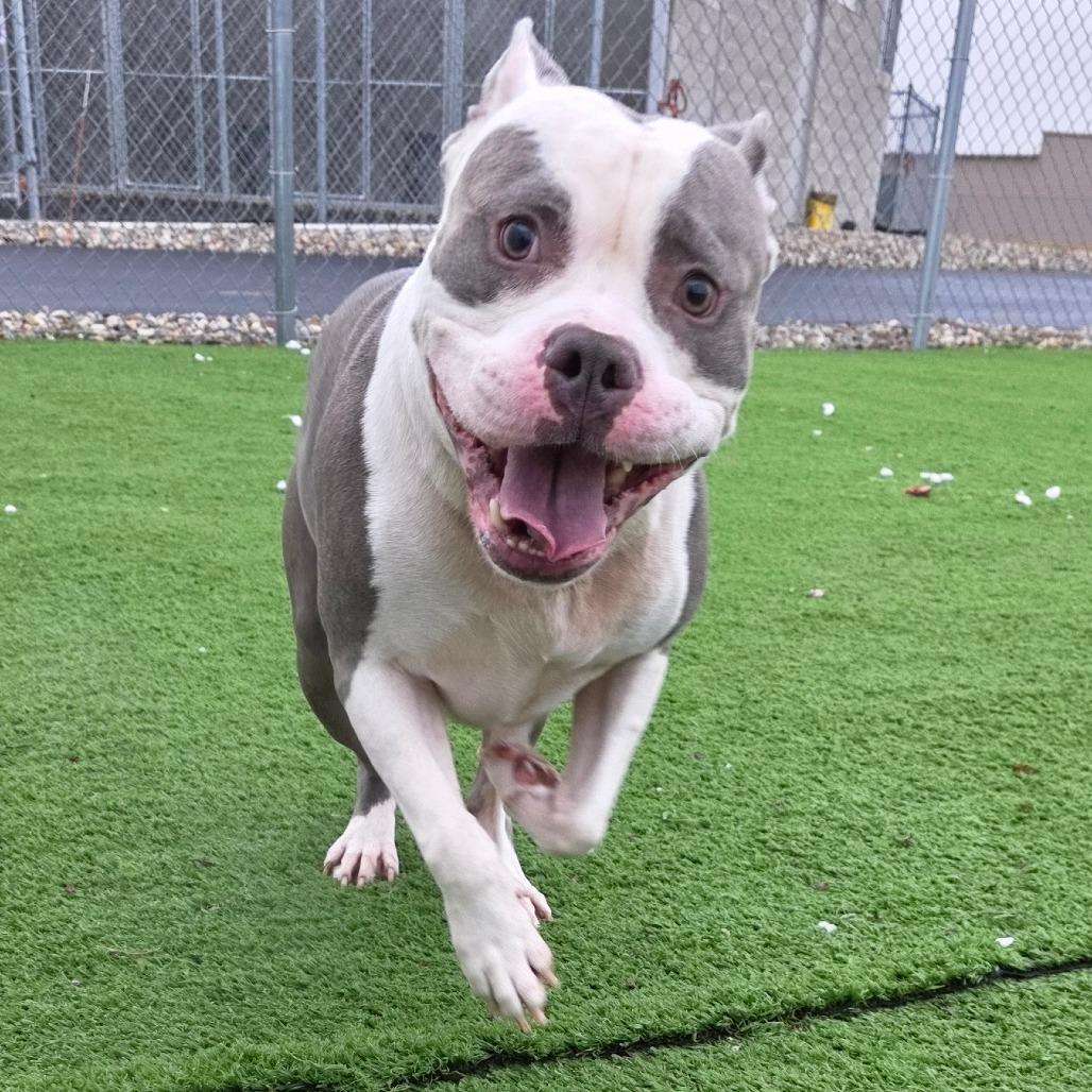 Enlarge Zsa Zsa, a Adoptable American Staffordshire Terrier in Bristol, IN image 3/6