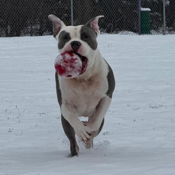 Enlarge Zsa Zsa, a Adoptable American Staffordshire Terrier in Bristol, IN image 4/6