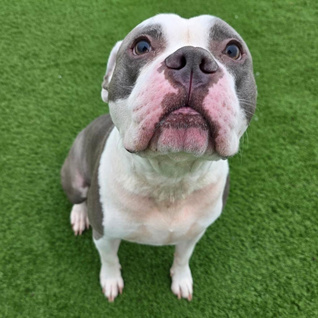 Enlarge Zsa Zsa, a Adoptable American Staffordshire Terrier in Bristol, IN image 5/6