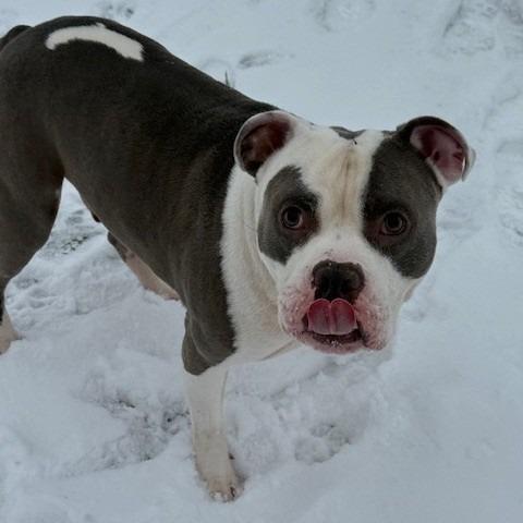 Enlarge Zsa Zsa, a Adoptable American Staffordshire Terrier in Bristol, IN image 6/6