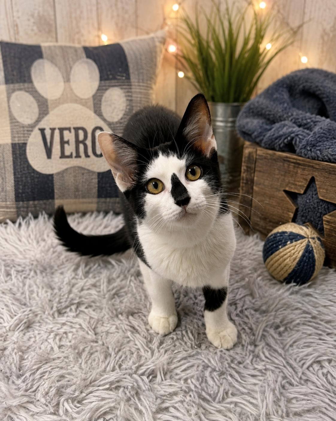 Enlarge Vero, a Adoptable Domestic Short Hair in Tavares, FL image 1/1