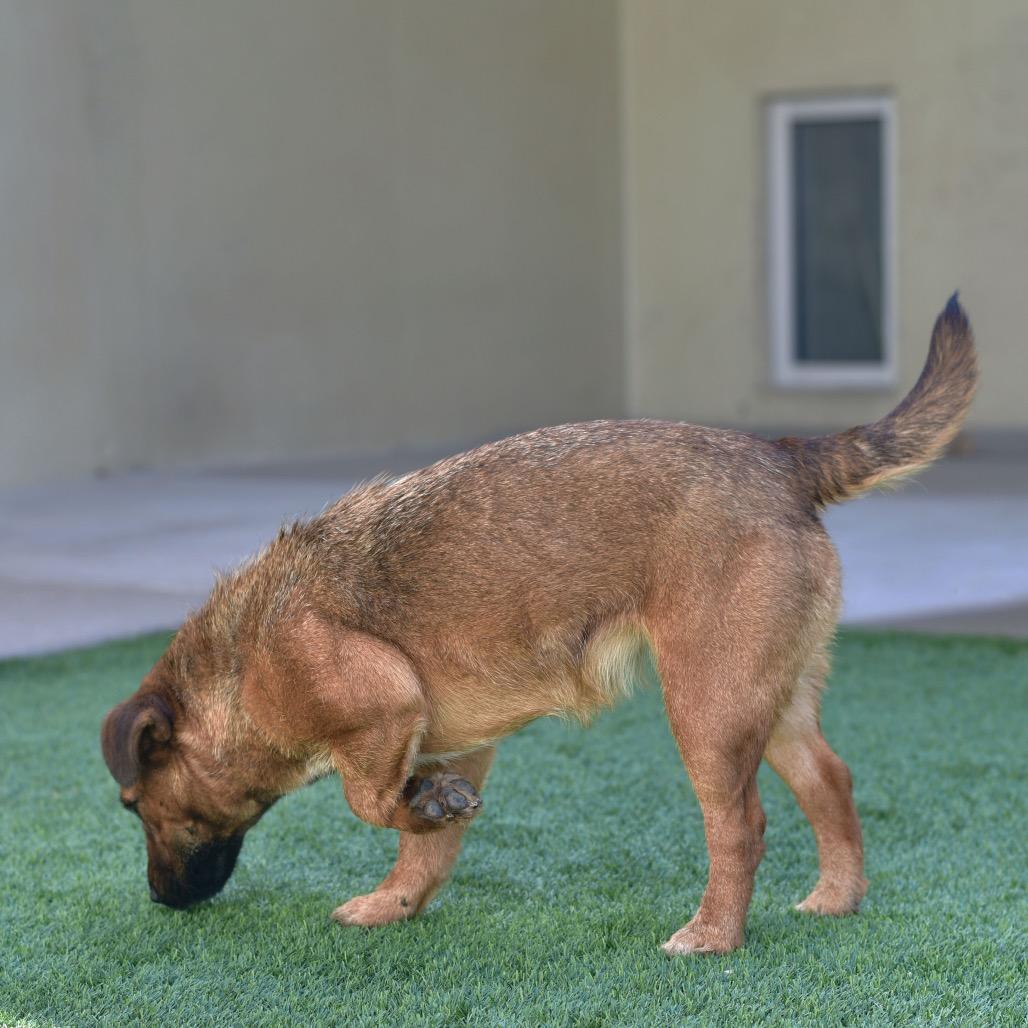 Mimosa, Adoptable, Adult Female Wirehaired Terrier.