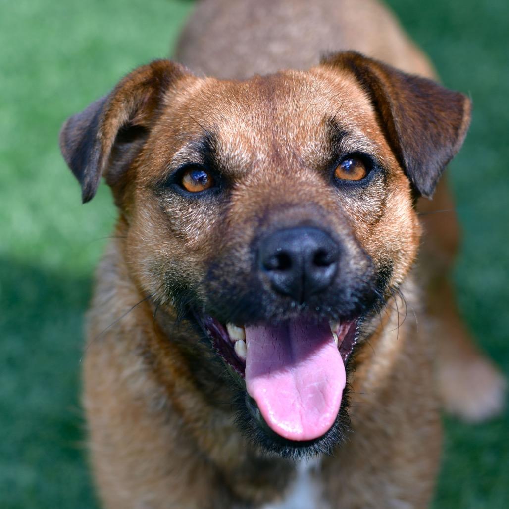 Mimosa, a Adoptable Wirehaired Terrier in Ottawa, KS image 2/2