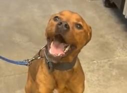BEAR, Adoptable, Young Male Nova Scotia Duck Tolling Retriever & Mixed Breed.